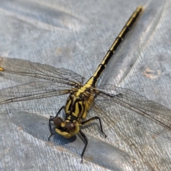 Austrogomphus guerini at Coppabella, NSW - suppressed