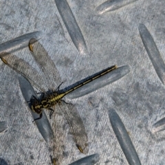 Austrogomphus guerini at Coppabella, NSW - suppressed