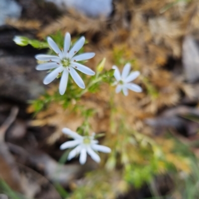 Stellaria pungens (Prickly Starwort) at Bungendore, NSW - 28 Nov 2022 by clarehoneydove