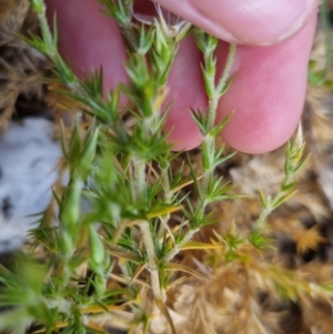 Stellaria pungens at Bungendore, NSW - 28 Nov 2022