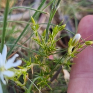 Stellaria pungens at Bungendore, NSW - 28 Nov 2022