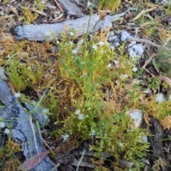 Stellaria pungens at Bungendore, NSW - 28 Nov 2022