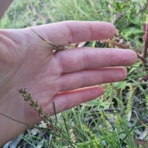 Galium gaudichaudii subsp. gaudichaudii at Bungendore, NSW - 28 Nov 2022