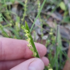 Galium gaudichaudii subsp. gaudichaudii at Bungendore, NSW - 28 Nov 2022