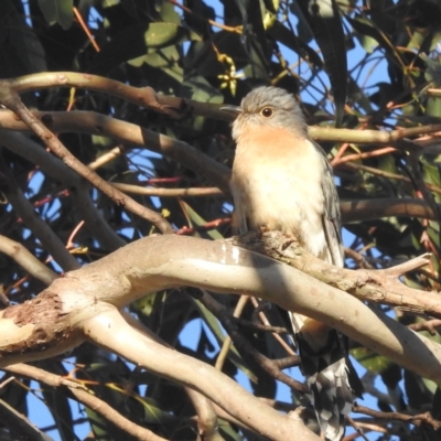 Cacomantis flabelliformis (Fan-tailed Cuckoo) at Lions Youth Haven - Westwood Farm A.C.T. - 28 Nov 2022 by HelenCross