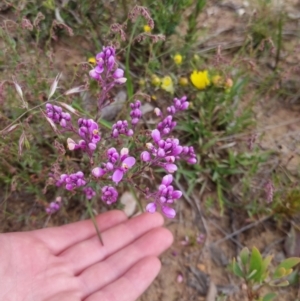 Comesperma ericinum at Bungendore, NSW - 27 Nov 2022 06:41 PM