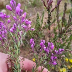 Comesperma ericinum at Bungendore, NSW - 27 Nov 2022 06:41 PM