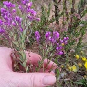 Comesperma ericinum at Bungendore, NSW - 27 Nov 2022 06:41 PM