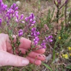 Comesperma ericinum at Bungendore, NSW - 27 Nov 2022 06:41 PM