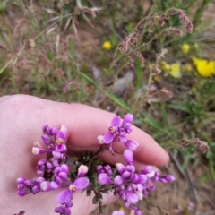 Comesperma ericinum at Bungendore, NSW - 27 Nov 2022 06:41 PM