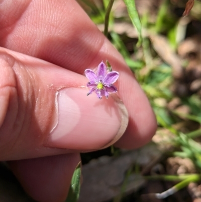 Arthropodium minus (Small Vanilla Lily) at Carabost, NSW - 28 Nov 2022 by Darcy