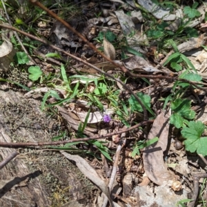 Arthropodium minus at Carabost, NSW - 28 Nov 2022