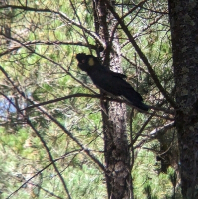 Zanda funerea (Yellow-tailed Black-Cockatoo) at Coppabella, NSW - 28 Nov 2022 by Darcy