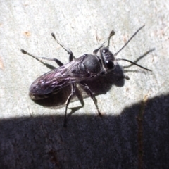 Pison sp. (genus) (Black mud-dauber wasp) at Murrumbateman, NSW - 28 Nov 2022 by SimoneC