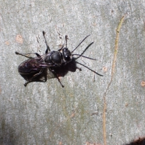 Pison sp. (genus) at Murrumbateman, NSW - 28 Nov 2022 04:34 PM