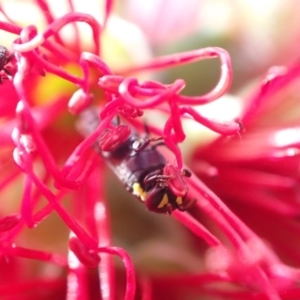 Hylaeus (Gnathoprosopis) amiculinus at Murrumbateman, NSW - 26 Nov 2022