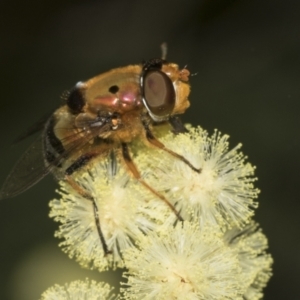 Austalis pulchella at Higgins, ACT - 27 Nov 2022