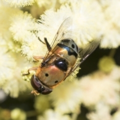 Austalis pulchella at Higgins, ACT - 27 Nov 2022