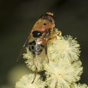 Austalis pulchella at Higgins, ACT - 27 Nov 2022