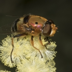 Austalis pulchella at Higgins, ACT - 27 Nov 2022