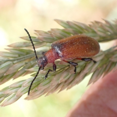 Ecnolagria grandis (Honeybrown beetle) at Murrumbateman, NSW - 28 Nov 2022 by SimoneC