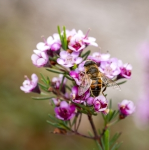 Eristalis tenax at Penrose, NSW - suppressed