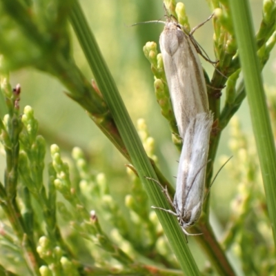 Philobota chionoptera (A concealer moth) at Murrumbateman, NSW - 26 Nov 2022 by SimoneC