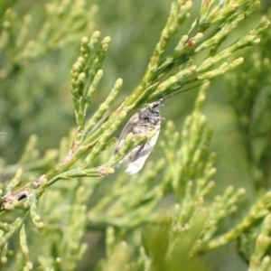 Philobota chionoptera at Murrumbateman, NSW - 26 Nov 2022