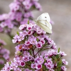 Pieris rapae (Cabbage White) at Penrose - 27 Nov 2022 by Aussiegall