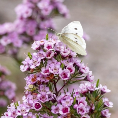 Pieris rapae (Cabbage White) at Penrose - 27 Nov 2022 by Aussiegall