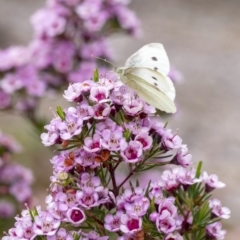 Pieris rapae (Cabbage White) at Penrose, NSW - 27 Nov 2022 by Aussiegall