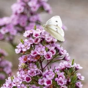 Pieris rapae (TBC) at suppressed by Aussiegall