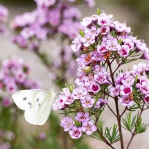 Pieris rapae at Penrose, NSW - 27 Nov 2022