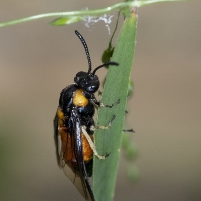 Lophyrotoma interrupta (Cattle Poisoning Sawfly) at Wingecarribee Local Government Area - 23 Nov 2022 by Aussiegall