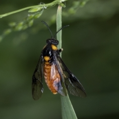 Lophyrotoma interrupta at Penrose, NSW - 23 Nov 2022