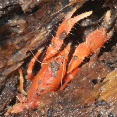 Engaeus cymus (Blunt Nosed Burrowing Crayfish.) by Harrisi