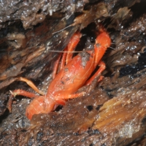 Engaeus cymus at Tharwa, ACT - 27 Nov 2022