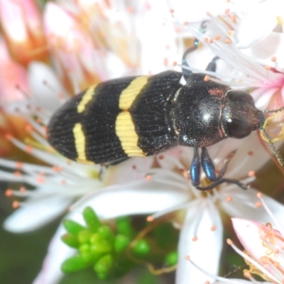 Castiarina bifasciata (Jewel beetle) at Paddys River, ACT - 27 Nov 2022 by Harrisi