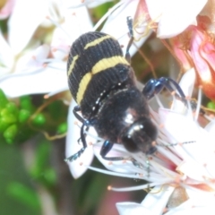 Castiarina bifasciata at Paddys River, ACT - 27 Nov 2022