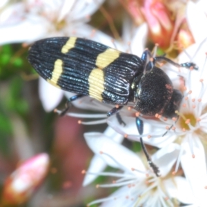 Castiarina bifasciata at Paddys River, ACT - 27 Nov 2022 03:47 PM