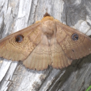 Dasypodia selenophora at Cotter River, ACT - 27 Nov 2022