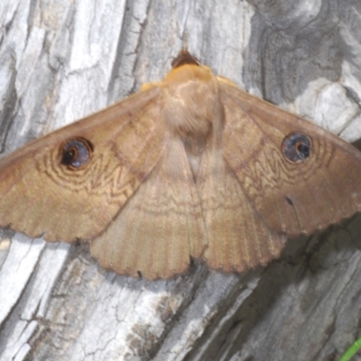 Dasypodia selenophora (Southern old lady moth) at Lower Cotter Catchment - 27 Nov 2022 by Harrisi