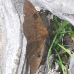 Dasypodia selenophora at Cotter River, ACT - 27 Nov 2022