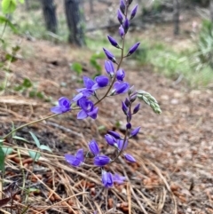 Veronica perfoliata (Digger's Speedwell) at Kowen, ACT - 27 Nov 2022 by Komidar