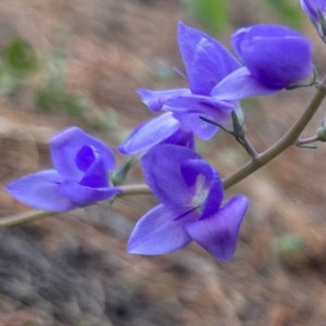 Veronica perfoliata at Kowen, ACT - 28 Nov 2022 07:17 AM