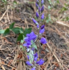 Veronica perfoliata at Kowen, ACT - 28 Nov 2022 07:17 AM