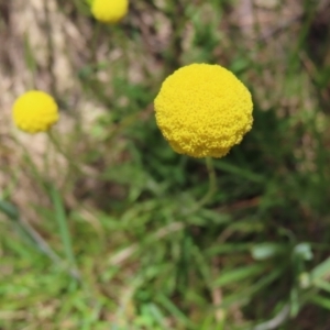 Craspedia variabilis at Casey, ACT - 28 Nov 2022