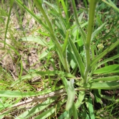 Craspedia variabilis at Casey, ACT - 28 Nov 2022