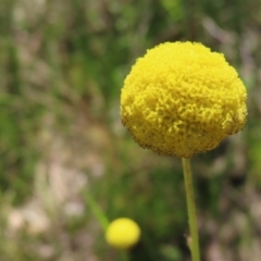 Craspedia variabilis at Casey, ACT - suppressed