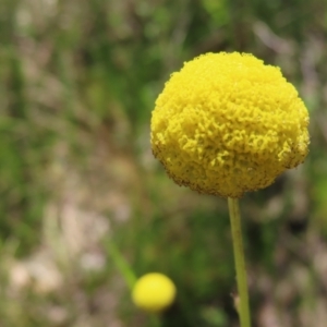 Craspedia variabilis at Casey, ACT - 28 Nov 2022